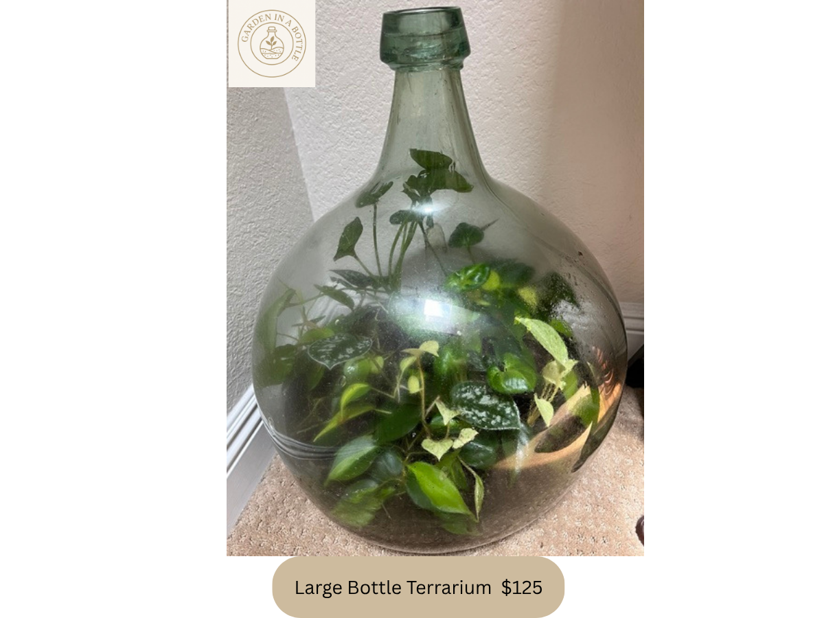 Garden in a Bottle - Custom Terrariums in Laguna Hills, CA