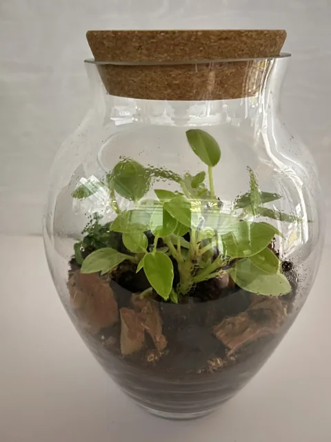 Rounded Cork-Top