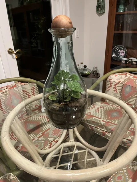 Teardrop Moon Valley Pilea