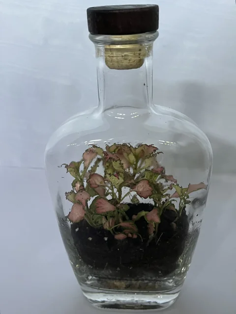 Pink Accent Bottle