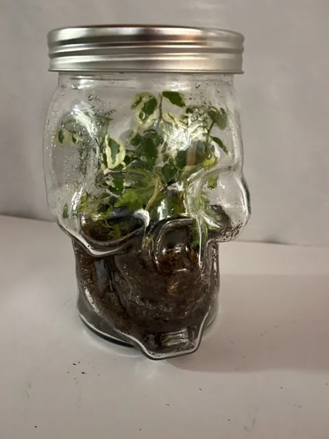 Skull Storybook Terrarium