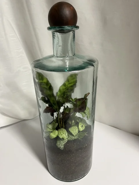 Heavy Glass Bottle Statement Terrarium